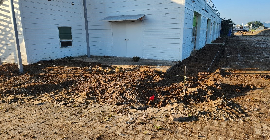 섬잣나무 굴취2